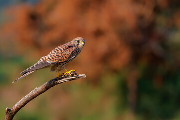 Common Kestrel (Falco innunculus) sitting on a branch in  the Netherlands