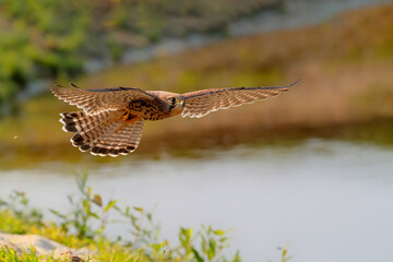 Common Kestrel (Falco tinnunculus) flying in  the Netherlands