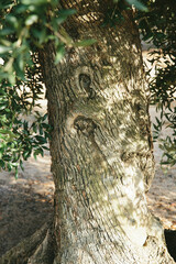 Obraz premium Old olive tree trunk