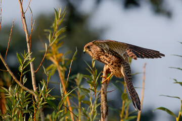 Common Kestrel (Falco innunculus) sitting on a branch in  the Netherlands