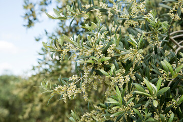 Olive flowers