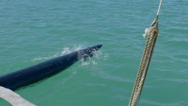 Kanak pirogue outrigger cuts through Upi Bay water. Zoom out revealing island.