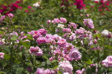 Fototapeta premium バラの花