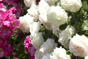 バラの花のアップ