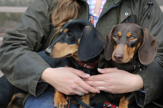 Two dachshunds are hugged by the owner