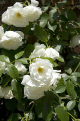 バラの花