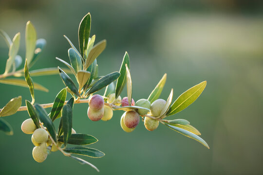 Arbequina olive branches blurred background
