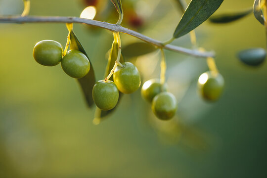 Arbequina olive branches close up on blurred background