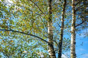 green leaves from the trees under a bright blue sky