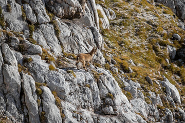 Ibex pasturing in high alps	