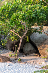 Tropical tree, boulders and white sand of a beach