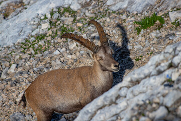 Adult ibex looking to camera in high alps	