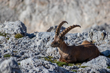 Adult ibex resting on rocks	