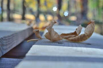 Autumn leaves that fall from trees in the Park . Russia city of Tambov .