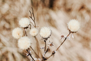 Dry thistle plant growing in the field. Natural floral background. Selective focus.