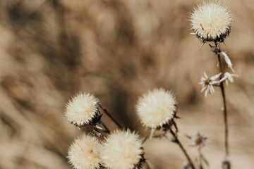 Dry thistle plant growing in the field. Natural floral background. Selective focus.