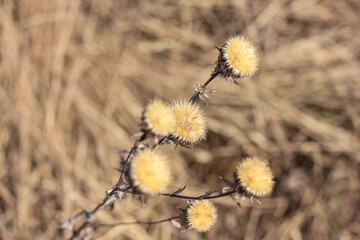 Dry thistle plant growing in the field. Natural floral background. Selective focus.