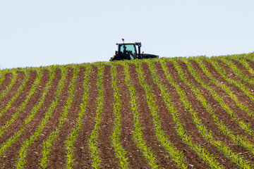 In the distance, a farmer drives a tractor across a corn field growing crops in neat green rows