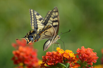 Schmetterling Schwalbenschwanz auf Wandelröschen