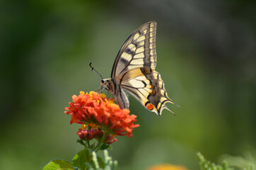 Schmetterling Schwalbenschwanz auf Wandelröschen