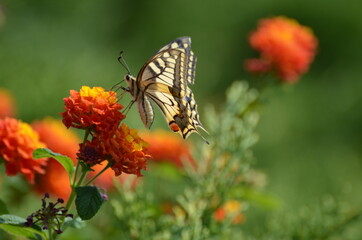 Schmetterling Schwalbenschwanz auf Wandelröschen