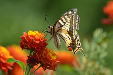 Schmetterling Schwalbenschwanz auf Wandelröschen
