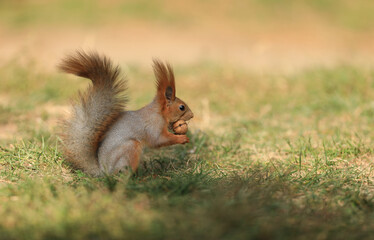brown squirrel on green grass