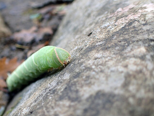 green caterpillar