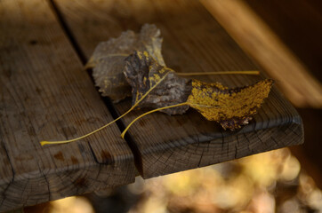Autumn leaves that fall from trees in the Park . Russia city of Tambov .