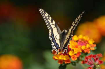 Schmetterling Schwalbenschwanz auf Wandelröschen