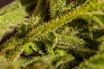 Crystals on marijuana leaf	