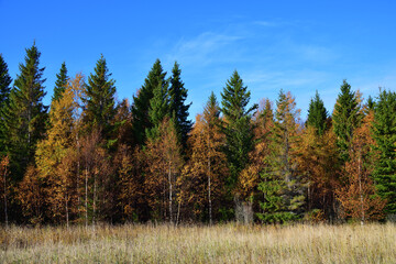 Forest on the White Sea in Karelia, Russia