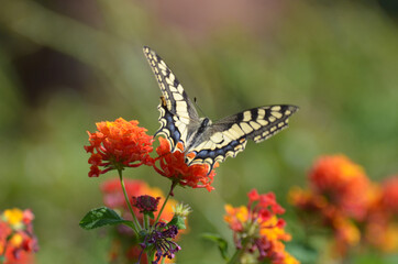 Schmetterling Schwalbenschwanz auf Wandelröschen
