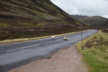 Schafe stehen auf einsamer Straße in Schottland, Highland Road