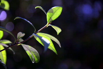 Twig and leaves of jasmine plant in backlight