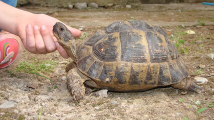 tortoise.
hand caressing a tortoise's head
Greek tortoise
close up of tortoise  
closeup turtle
tortoise in nature - turtle
reptiles, reptile, animals, animal, pets, pet, wildlife, wild nature, forest