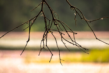 close texture of a branch of a tree