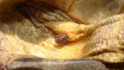 tick on the tortoise - ticks
tortoise - close up of a parasite
tortoise - turtle
exotics veterinarian
wildlife veterinarian
veterinary medicine
reptiles, reptile, animals, animal, pets, pet, wildlife