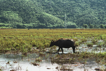 Water Buffalo Standing graze rice grass field meadow sun, forested mountains background, clear sky. Landscape scenery, beauty of nature animals concept summer day