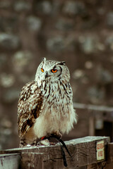 great horned owl