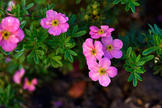 Flowers lapchatki (lat. Potentilla) shrub rose on a Bush in the garden