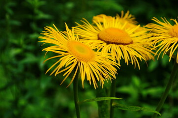Blossoming Inula high ,Inula helenium in organic garden .Medicinal plant,homeopatic.Blurred background.