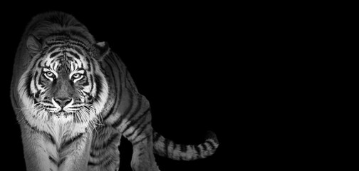 Tiger portrait in black and white colors, World wildlife day concept, spectacular majestic proud animal walking forward, wide low key toned banner background with panthera tigris and empty copy space