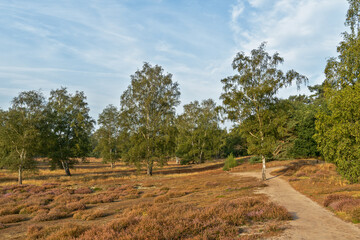 Fototapeta premium Heidelandschaft Westruper Heide in Haltern am See, Nordrhein-Westfalen