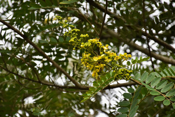 Siamese senna or cassia flowers, medical plant or herb.