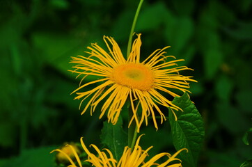 Blossoming Inula high ,Inula helenium in organic garden .Medicinal plant,homeopatic.Blurred background.