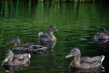 Several mallards floats on the water