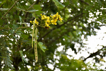 Siamese senna or cassia flowers, medical plant or herb.