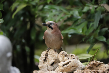 Eurasian jay Garrulus glandarius in the garden