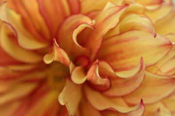 Macro blurry background of soft yellow red petalss